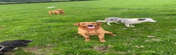 Labrador Retriever dogs for sale: Stunning KC REG fox red Labrador male  - Advert 4