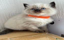 Ragdoll cats for sale: 💗 Our princess belle had 5 new kittens 💗 - Image 7