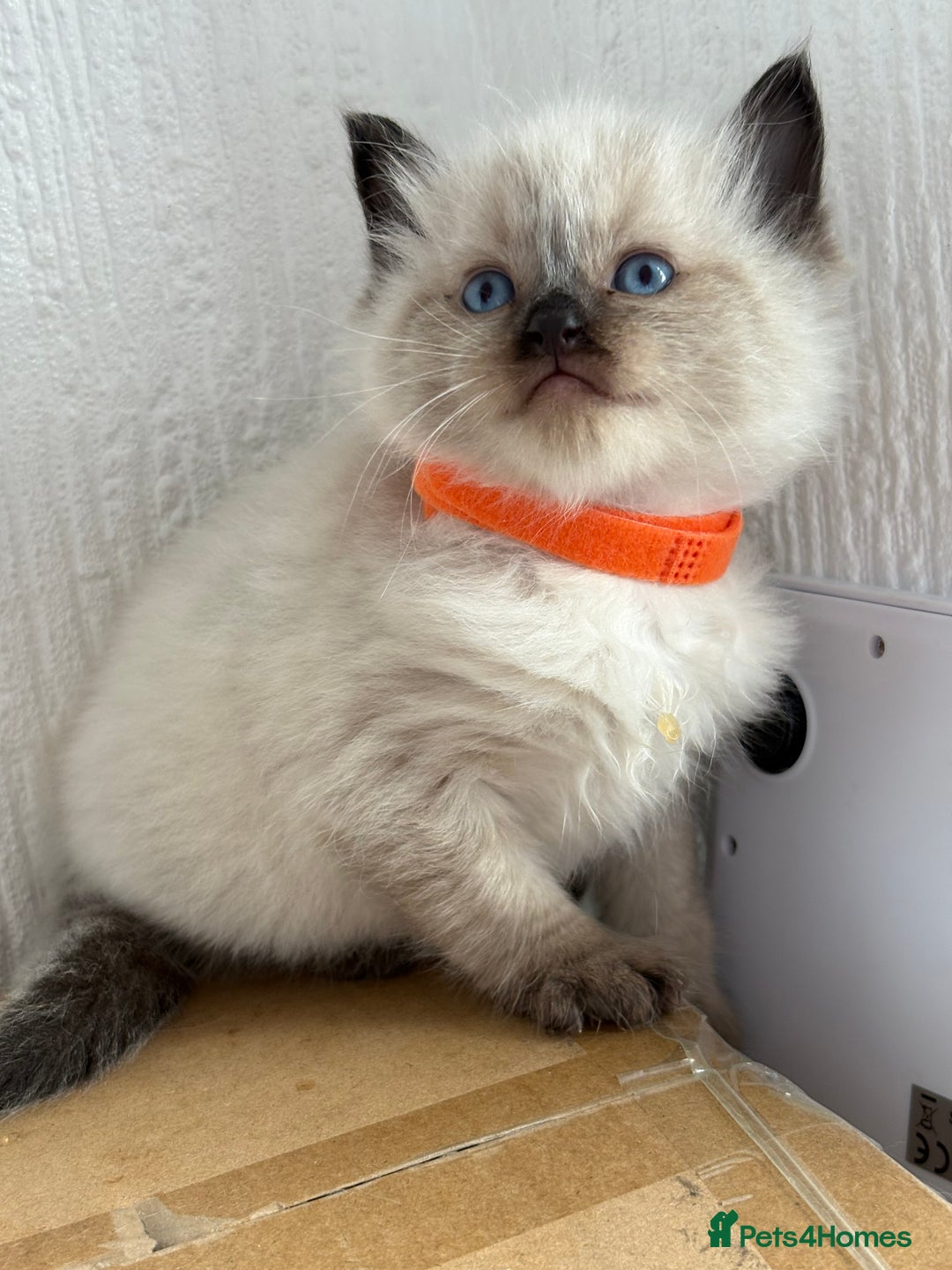 Ragdoll cats for sale: 💗 Our princess belle had 5 new kittens 💗 - Image 7