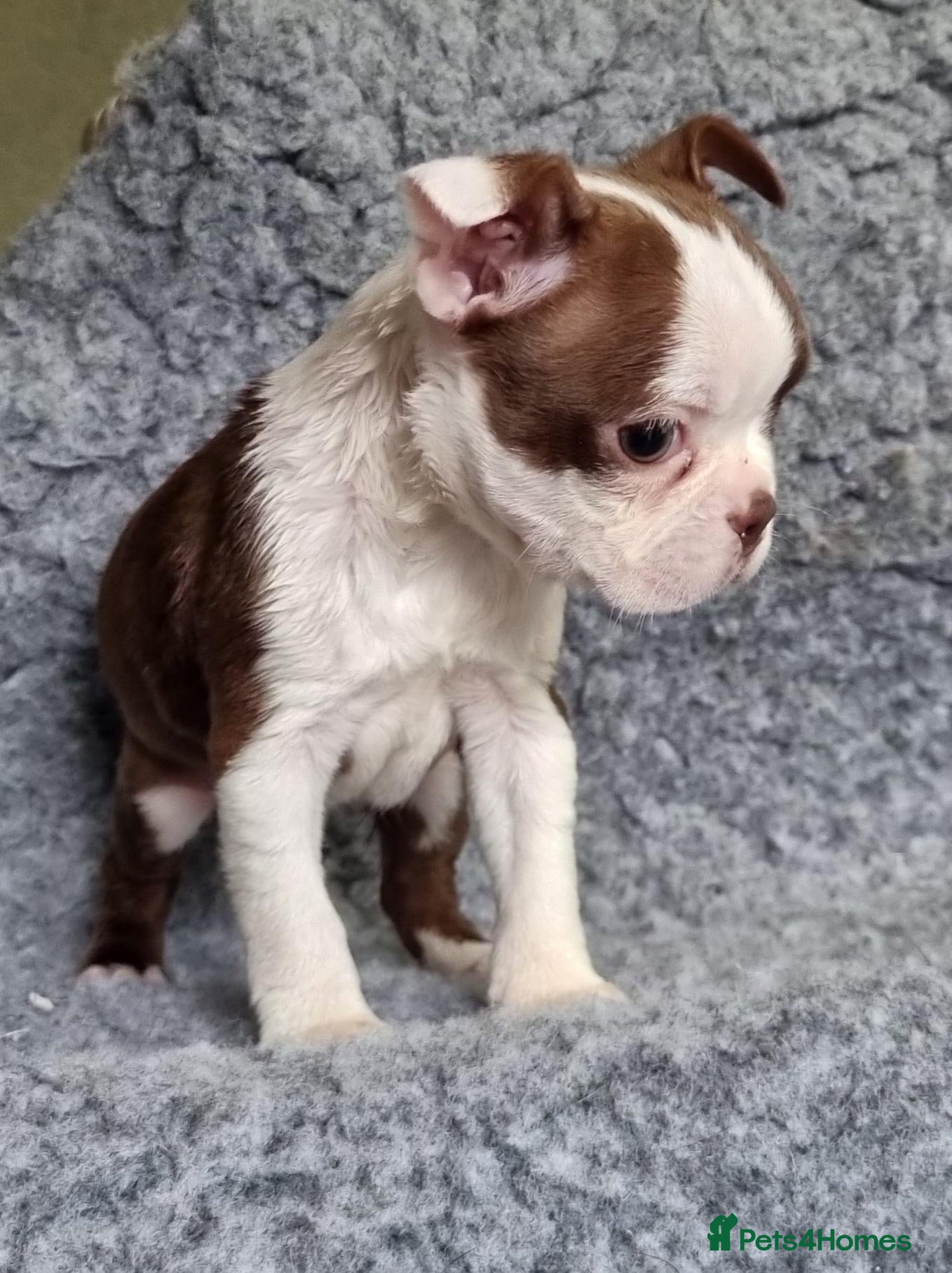 Boston Terrier dogs Kc Boston Terriers Exceptional puppies - Advert 18