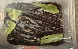 Mixed Breed reptiles for sale: African land snails  - Image 2