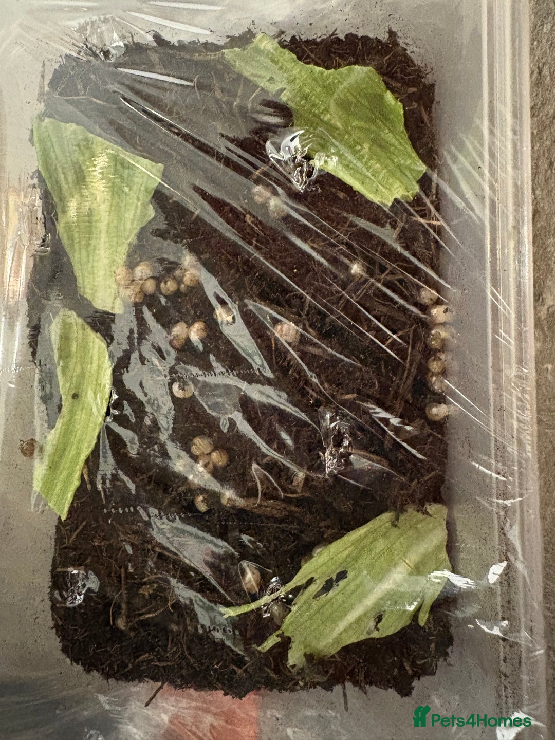 Mixed Breed reptiles for sale: African land snails  - Image 2