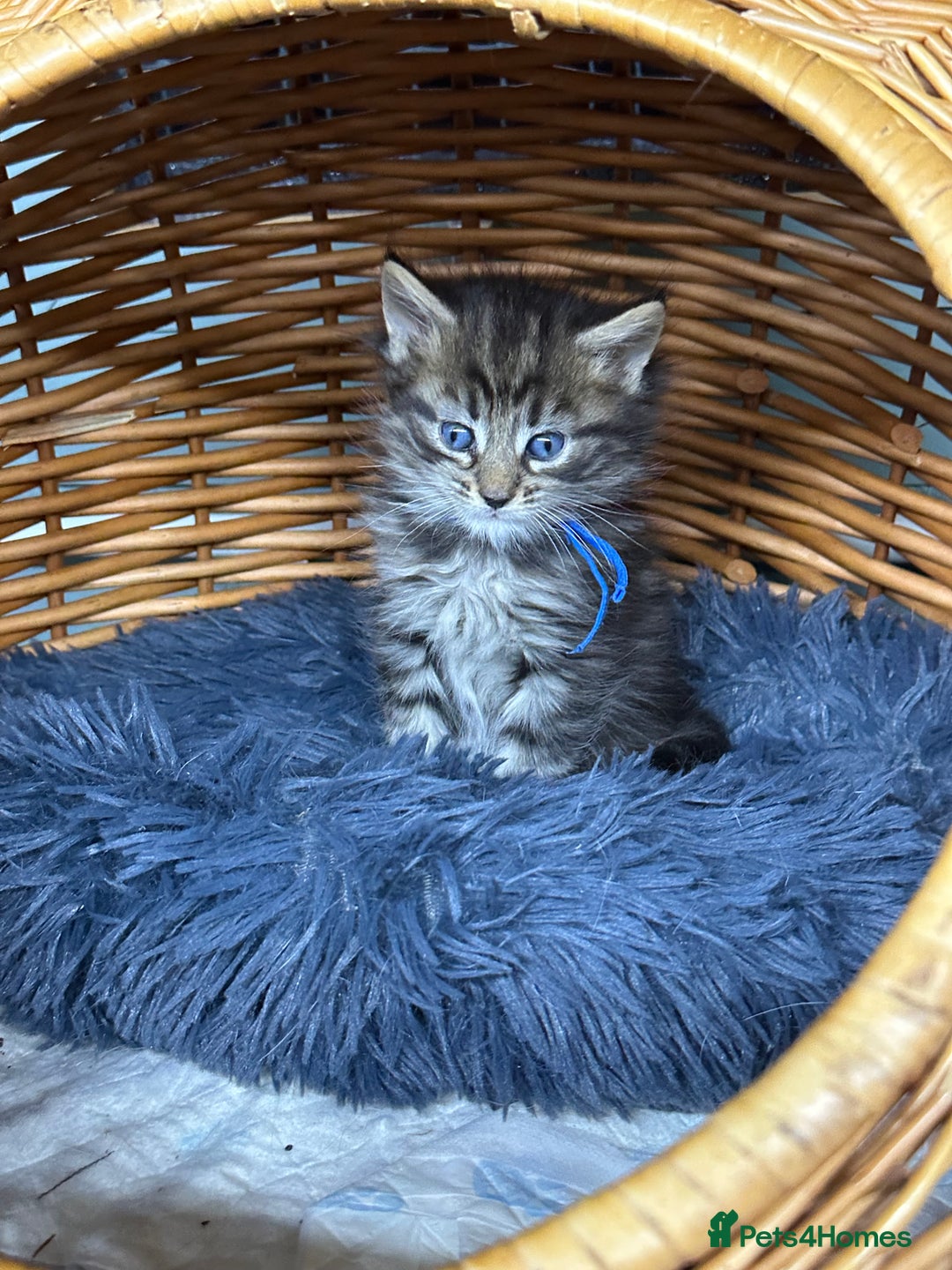 Maine Coon cats for sale: Mainecon x  - Advert 11
