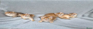 British longhair feamle