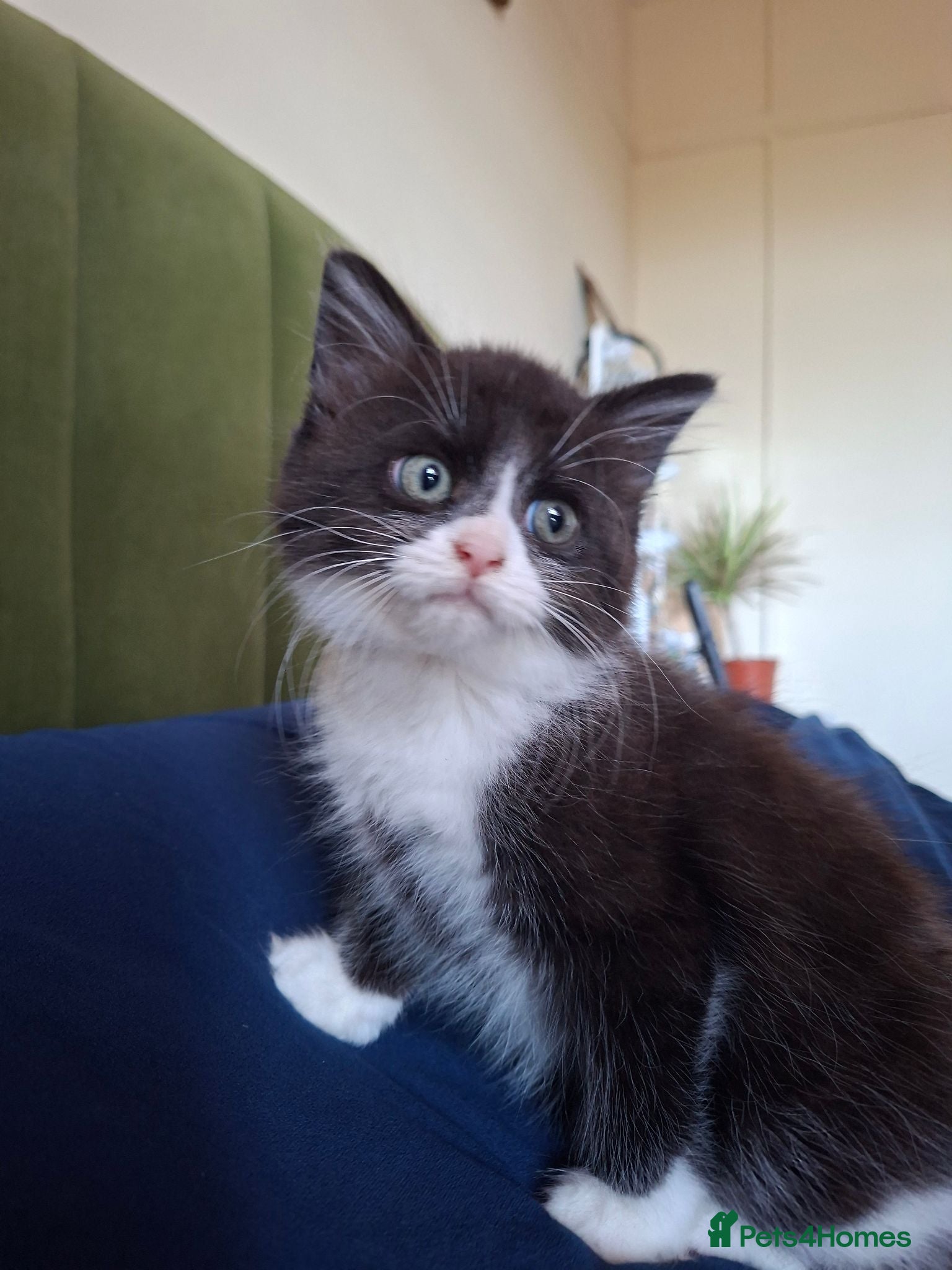 Mixed Breed cats Ready Now – Litter Trained&Raised Around Kids,Cats - Advert 9