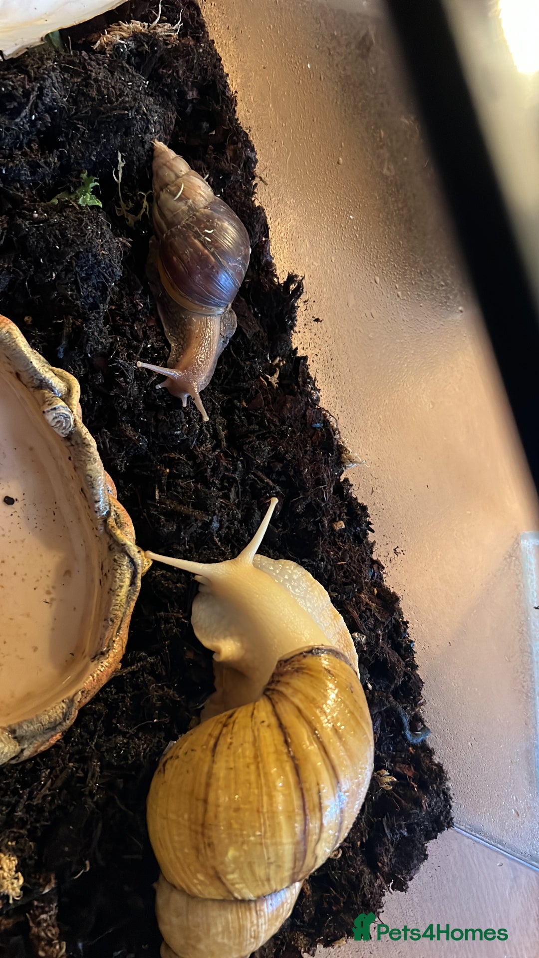Mixed Breed reptiles for sale: Giant African land snail babies  - Advert 6