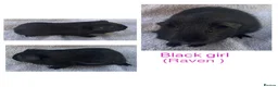 Guinea Pig rodents for sale: Baby guinea pigs  - Advert 3
