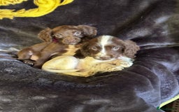 Cocker Spaniel dogs for sale: Cocker spaniel pups  - Image 9