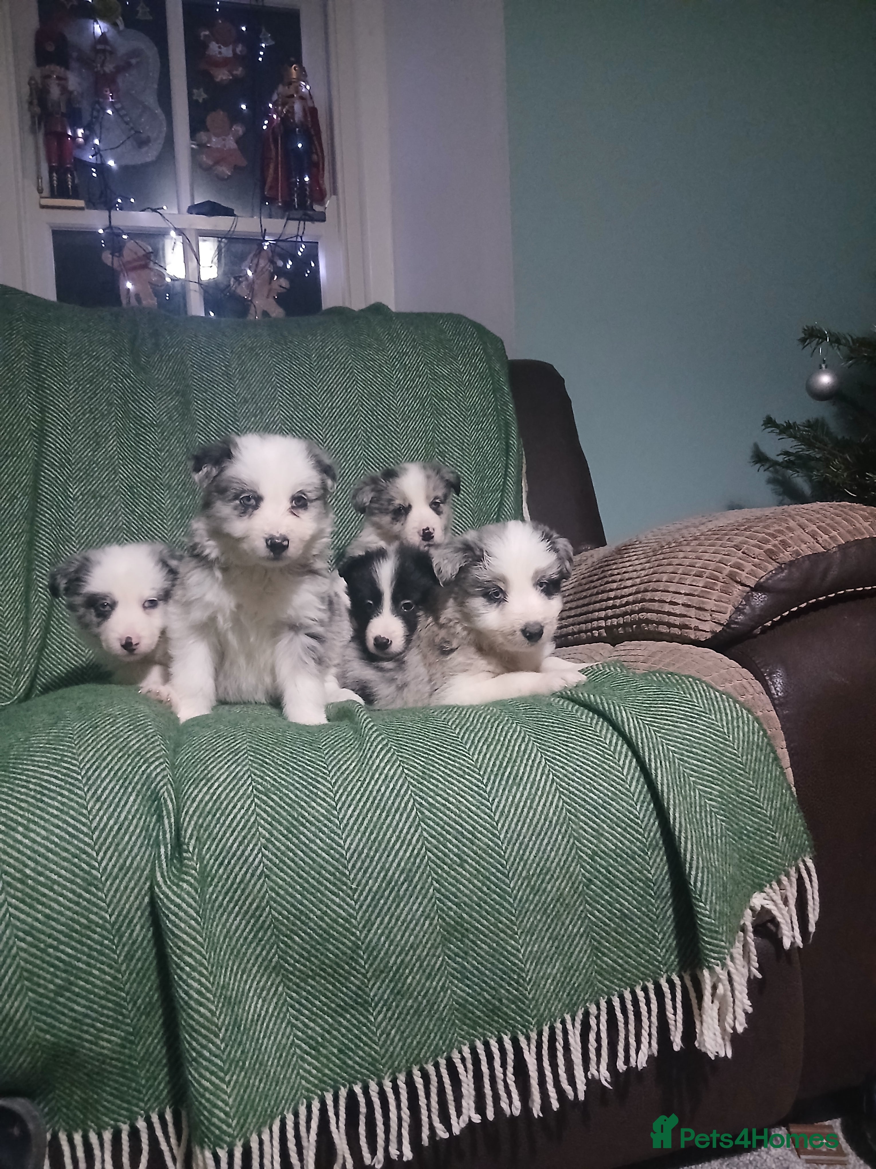 Mixed Breed dogs Beautiful lavender Merle border collie puppies  - Advert 4