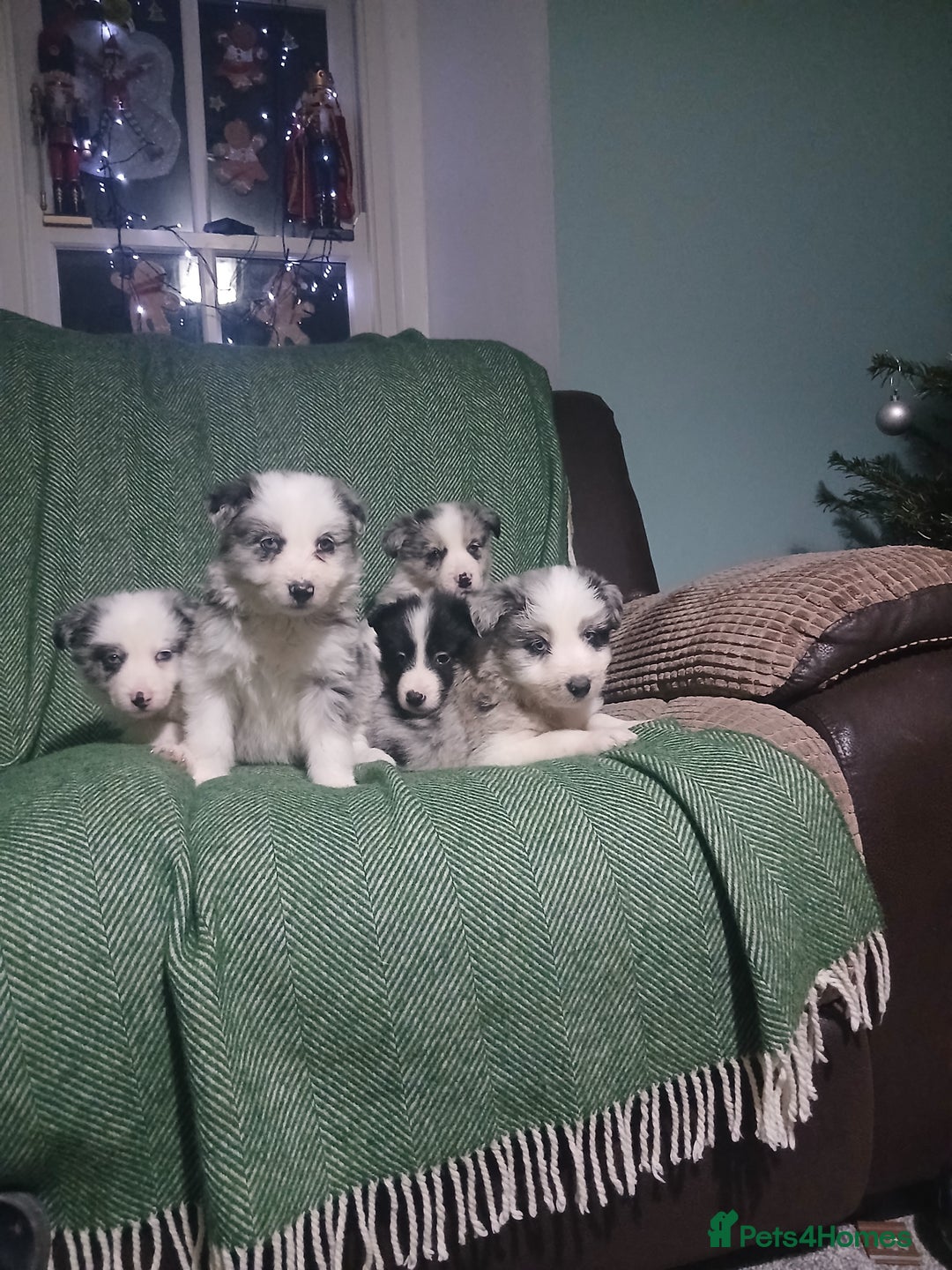 Mixed Breed dogs for sale: Beautiful blue Merle border collie puppies  - Advert 2