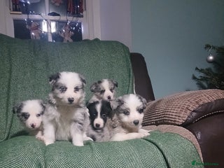 Mixed Breed dogs Beautiful lavender Merle border collie puppies - Advert 4