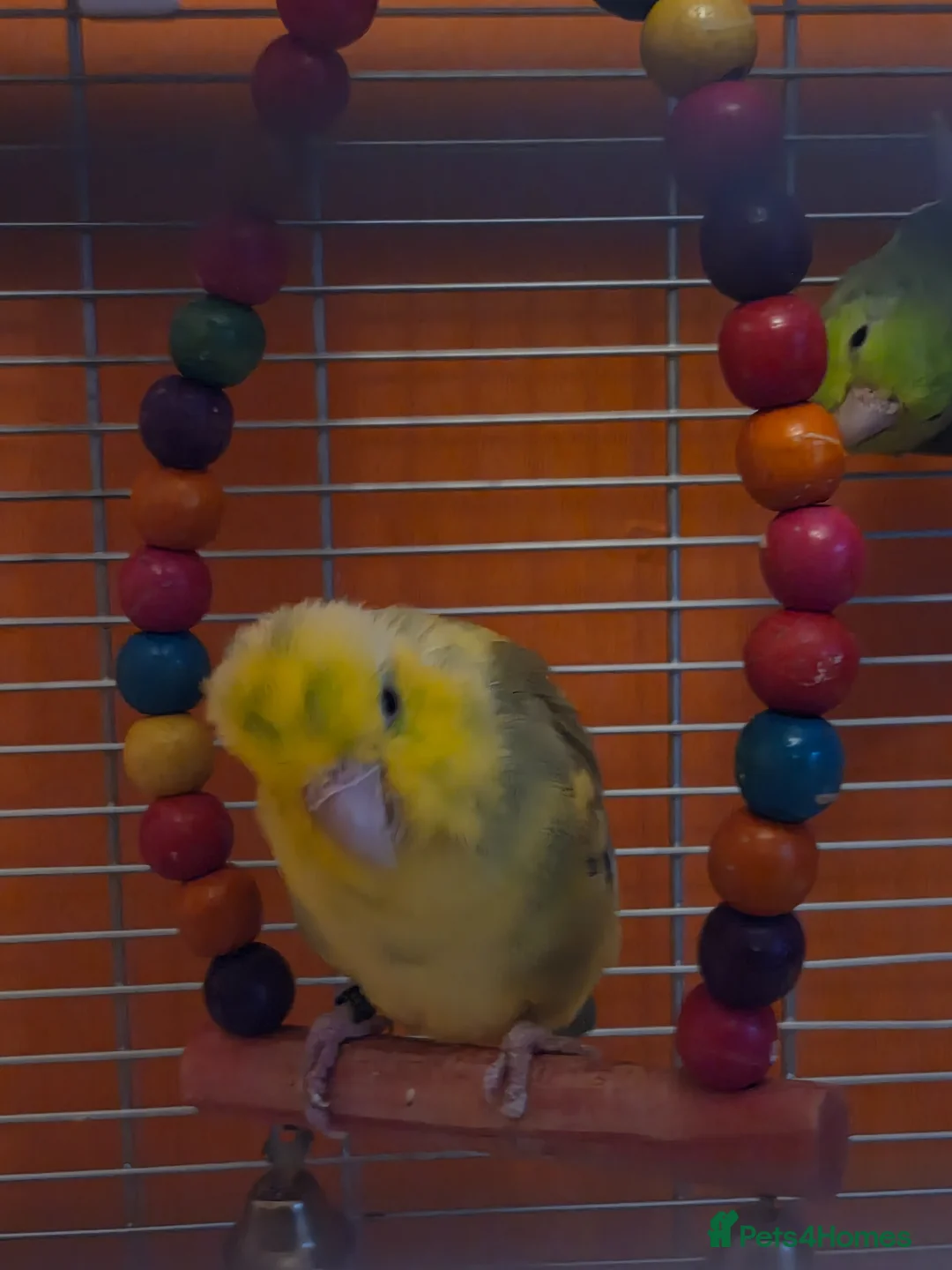 Parrots birds for sale: Pair of parrotlets - Advert 2