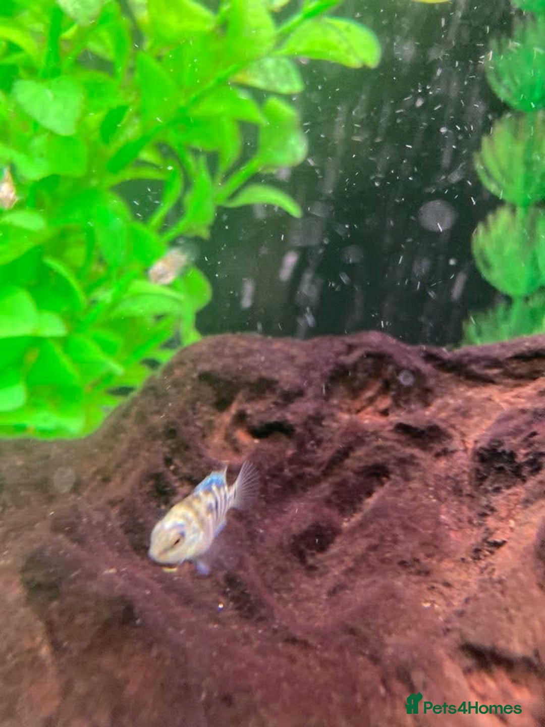 Cichlids fish for sale: Rare hybrid cichlids for sale - Image 4