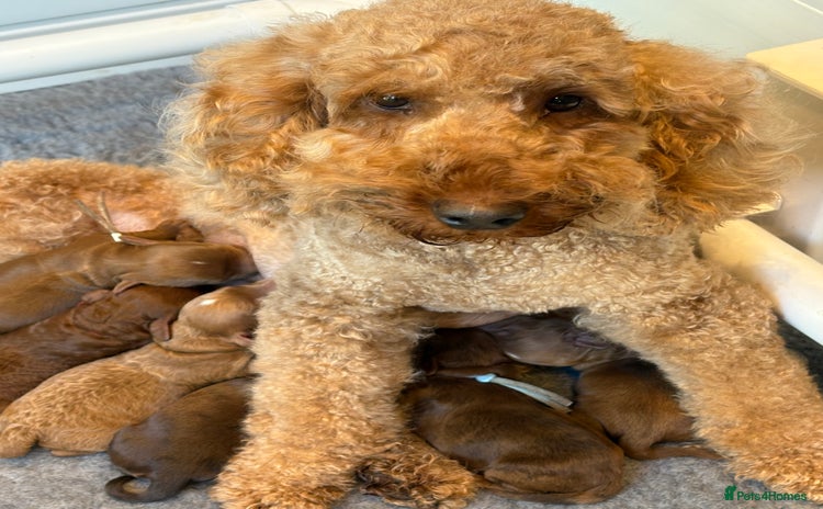 Cockapoo dogs - Advert 1