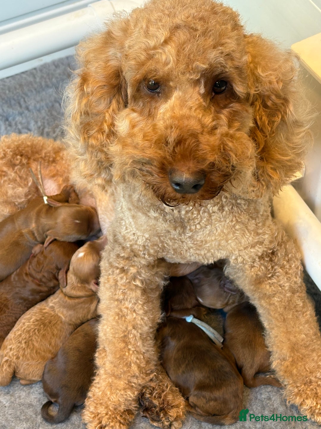 Cockapoo dogs for sale: Red, Chocolate and Merle Cockapoo Puppies - Image 1