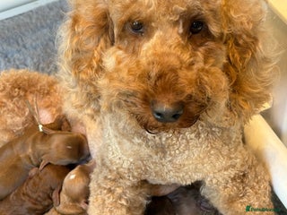 Cockapoo dogs - Advert 16