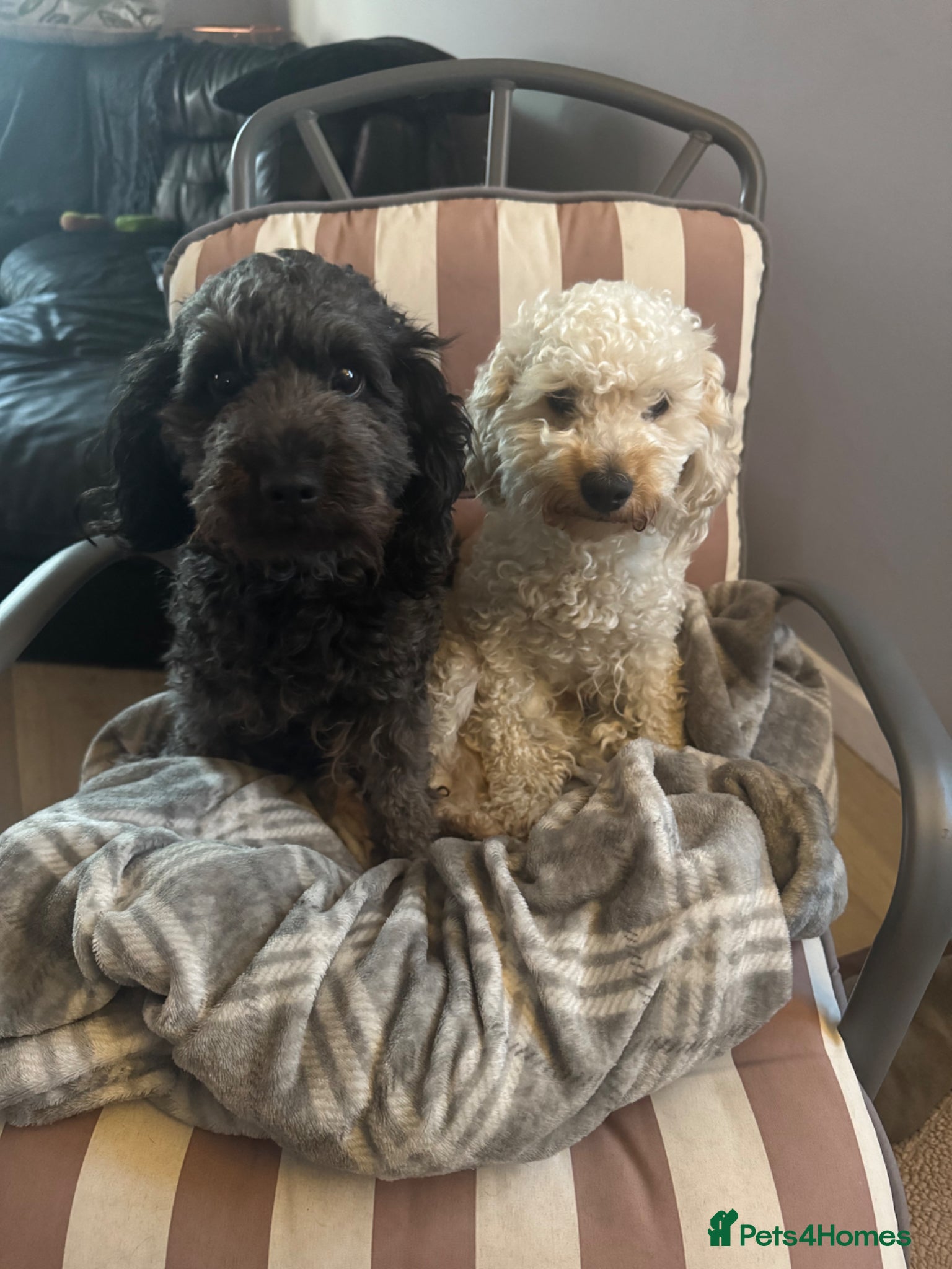 Cockapoo dogs Cockapoo Brothers for rehoming - Advert 1