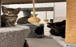 Domestic Shorthair cats for sale: Domestic Cats for sale🐈🐈‍⬛ - Image 13