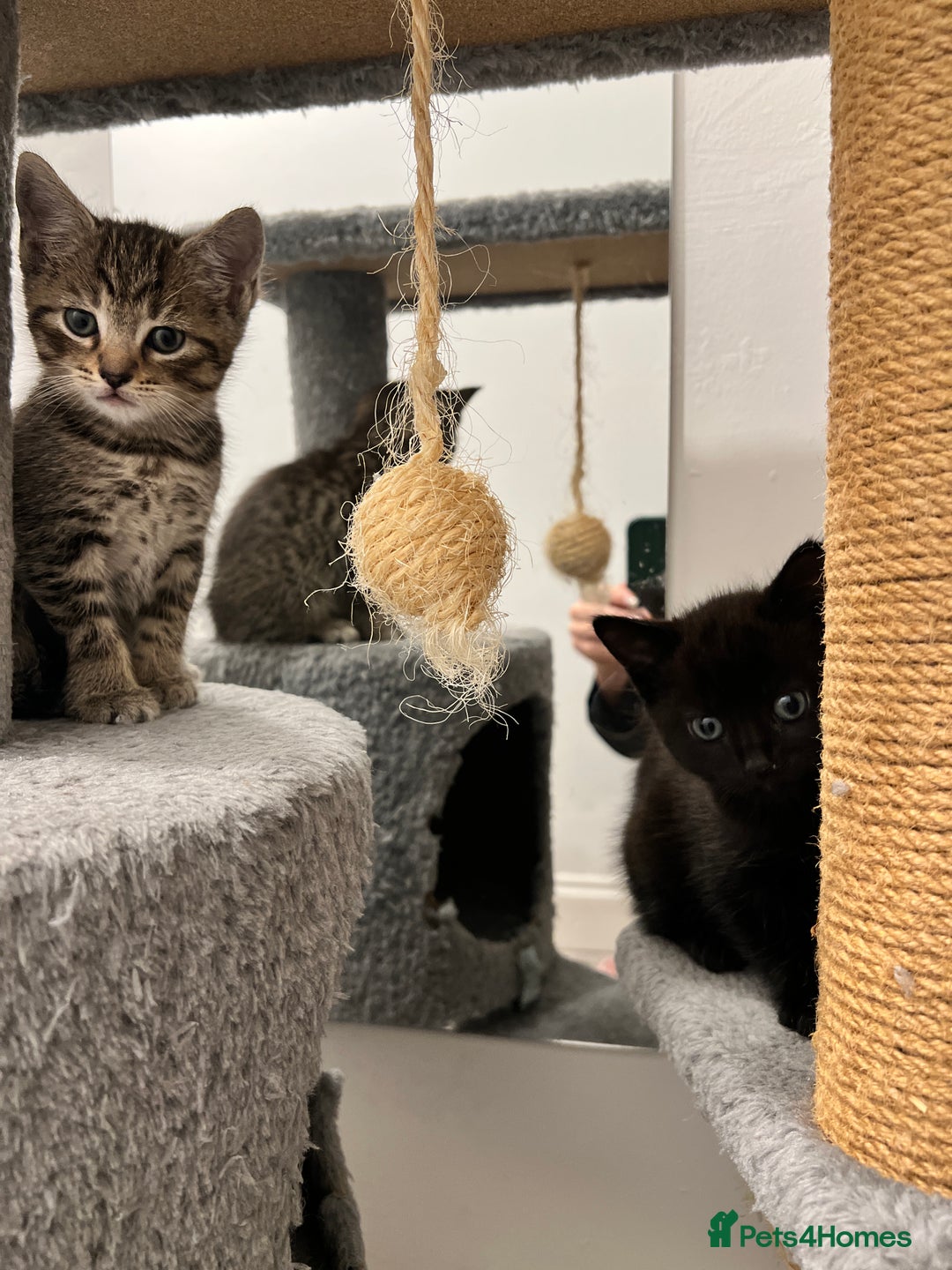 Domestic Shorthair cats for sale: Domestic Cats for sale🐈🐈‍⬛ - Image 13