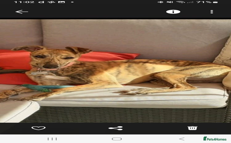 Whippet dogs - Advert 3