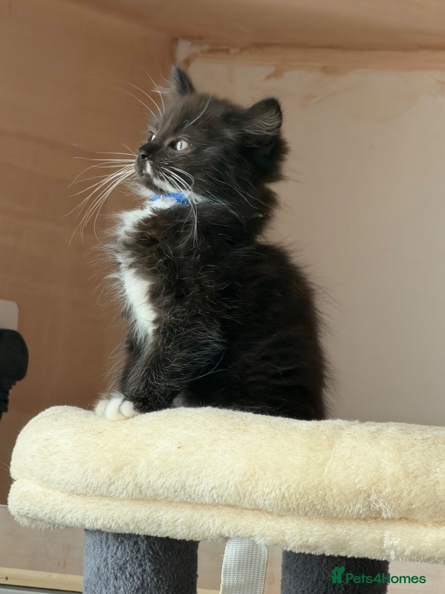 Ragcoon cats Male ragdoll cross maincoon - Advert 1