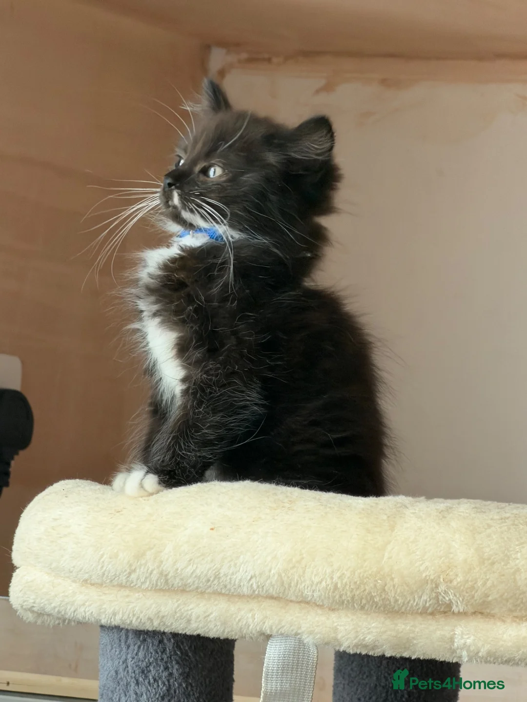 Ragcoon cats for sale: Male ragdoll cross maincoon - Advert 1
