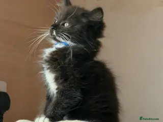 Ragcoon cats Male ragdoll cross maincoon - Advert 1