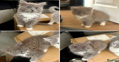 Exotic cats - Advert 2