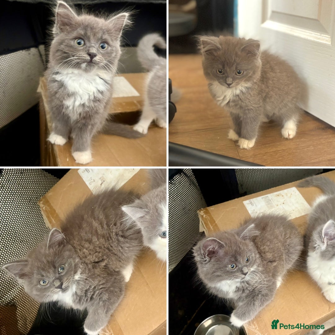 Exotic cats for sale: Exotic X Silver Tabby Fur Babies - Image 8