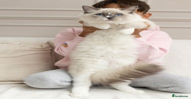 Ragdoll cats - Advert 7