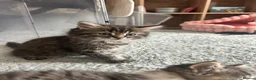 Persian cats for sale: Beautiful kittens  - Advert 5