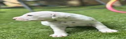Dalmatian dogs for sale: Beautiful KC Registered Dalmatian Puppies - Advert 22