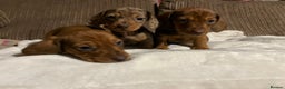 Miniature Dachshund dogs for sale: Miniature dachshund puppies  - Advert 6
