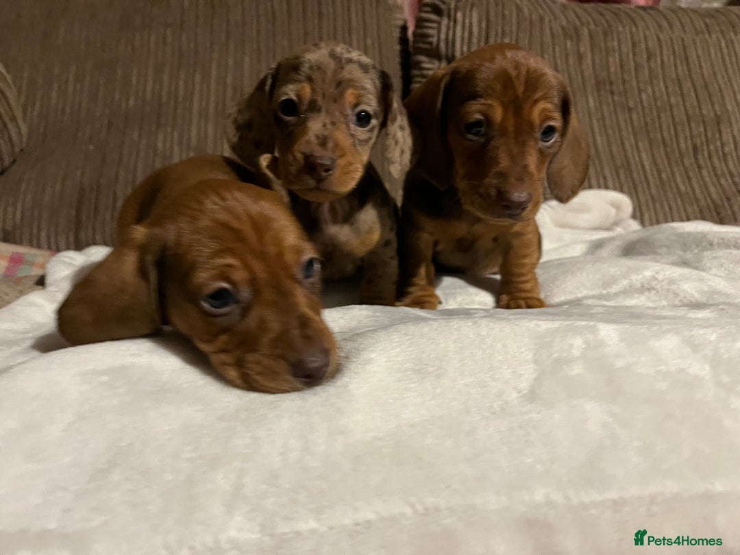 Miniature Dachshund dogs for sale: Miniature dachshund puppies  - Advert 6