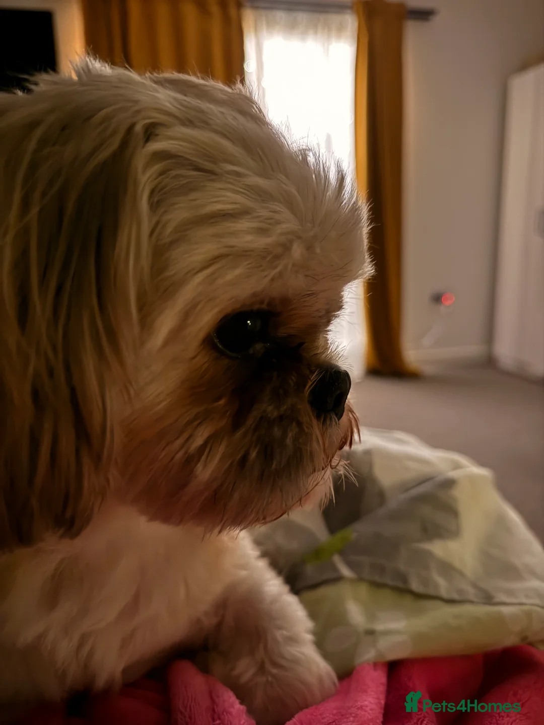 Shih Tzu dogs for stud: Beautiful Shih Tzu for stud  - Advert 3