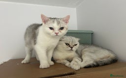 Scottish Fold cats for sale: Beautiful Scottish fold baby’s  in Reading - Image 32