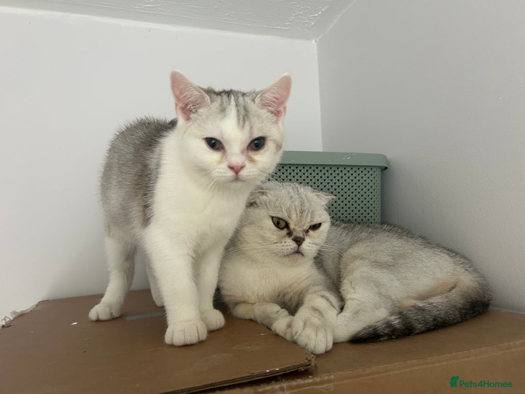 Scottish Fold cats for sale: Beautiful Scottish fold baby’s  in Reading - Image 32