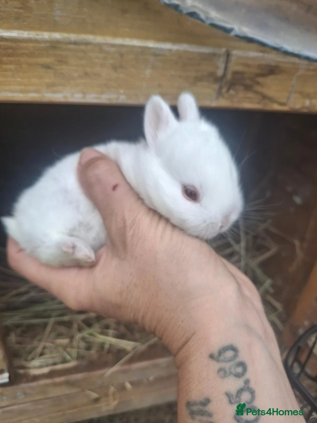 Netherland Dwarf rabbits for sale: Netherland Dwarf babies  - Advert 2