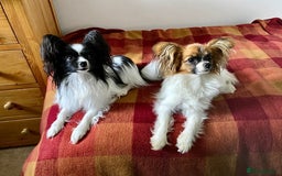 Papillon dogs for sale: 1 beautiful papillon girl puppy for sale - Image 7
