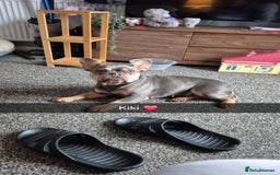 French Bulldog dogs for sale: French bulldog and rottweiler  - Image 5