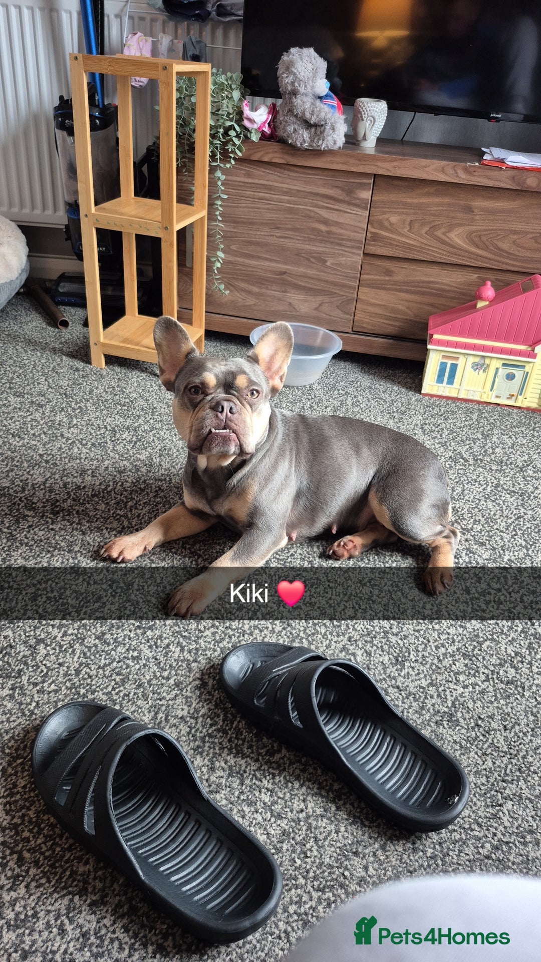 French Bulldog dogs for sale: French bulldog and rottweiler  - Image 5