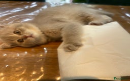 British Shorthair cats for sale: Fabulous, playful and healthy BSH kittens, rare - Image 17