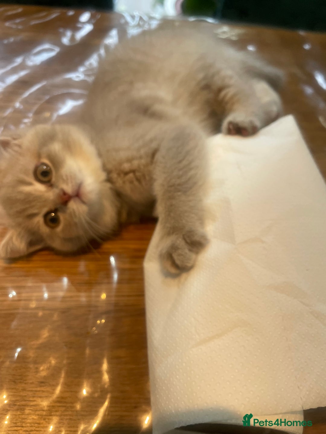British Shorthair cats for sale: Fabulous, playful and healthy BSH kittens, rare - Image 17
