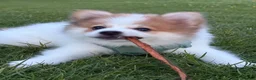 Pomeranian dogs for sale: 3 month puppy - Advert 7
