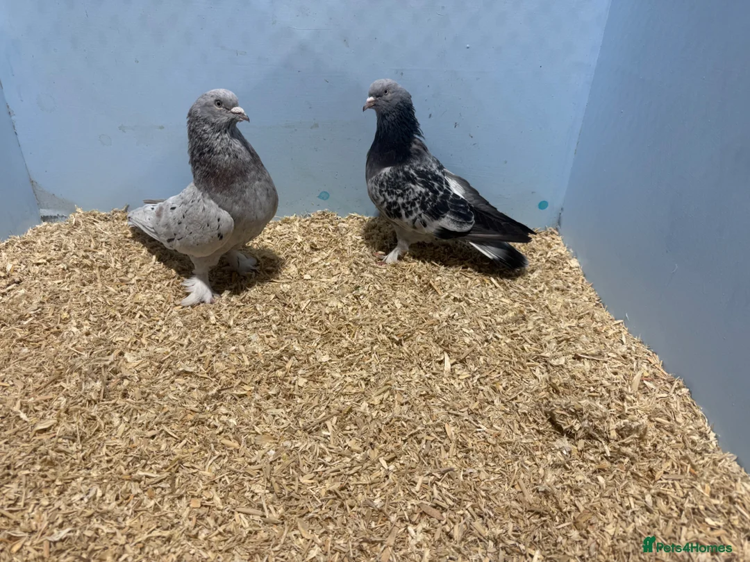 Pigeons birds for sale: Tumblers for sale.  - Advert 7