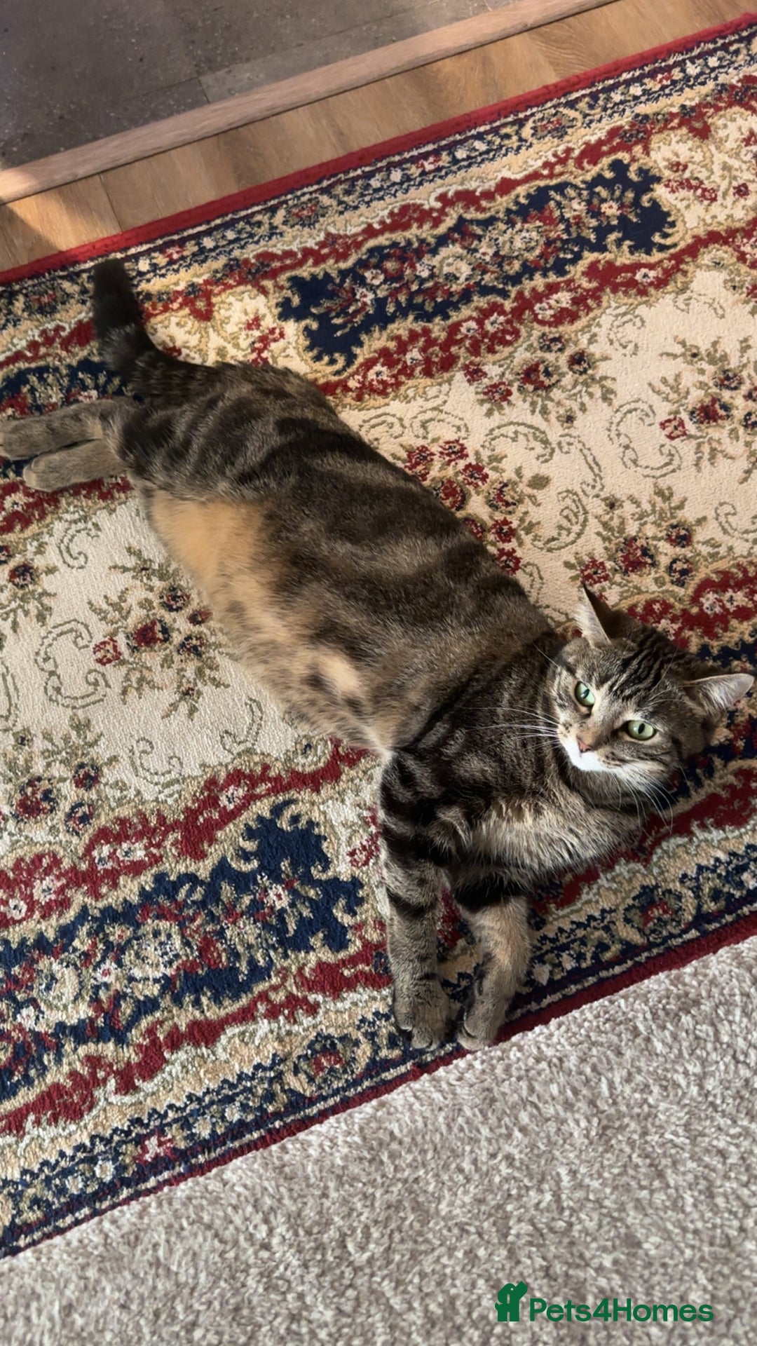 Mixed Breed cats for sale: FREE beautiful tabby urgently needs rehoming - Advert 12