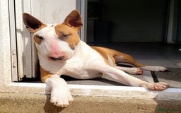 Bull Terrier dogs for stud: English Bull Terrier STUD dog - Image 2