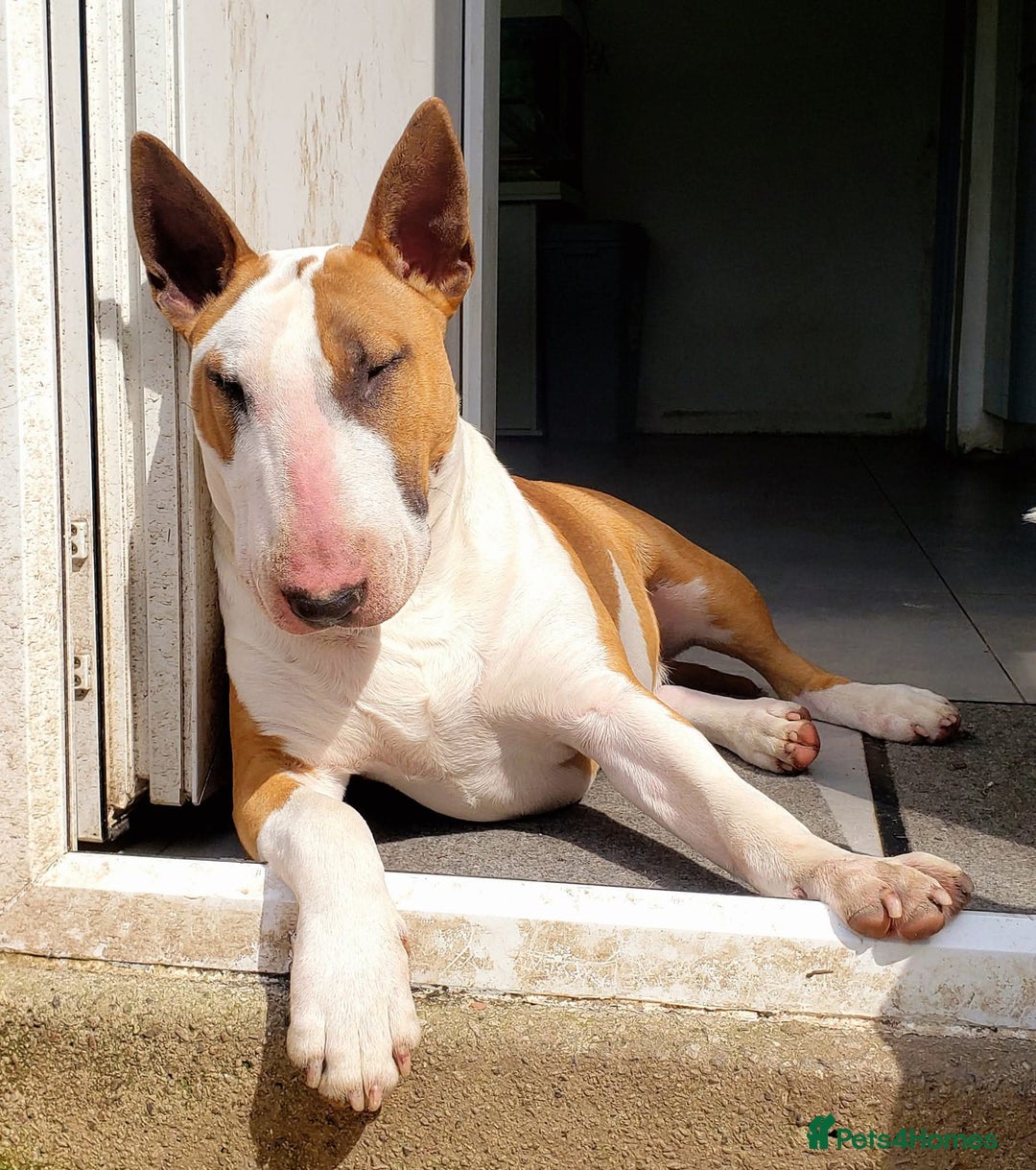 Bull Terrier dogs for stud: English Bull Terrier STUD dog - Image 2