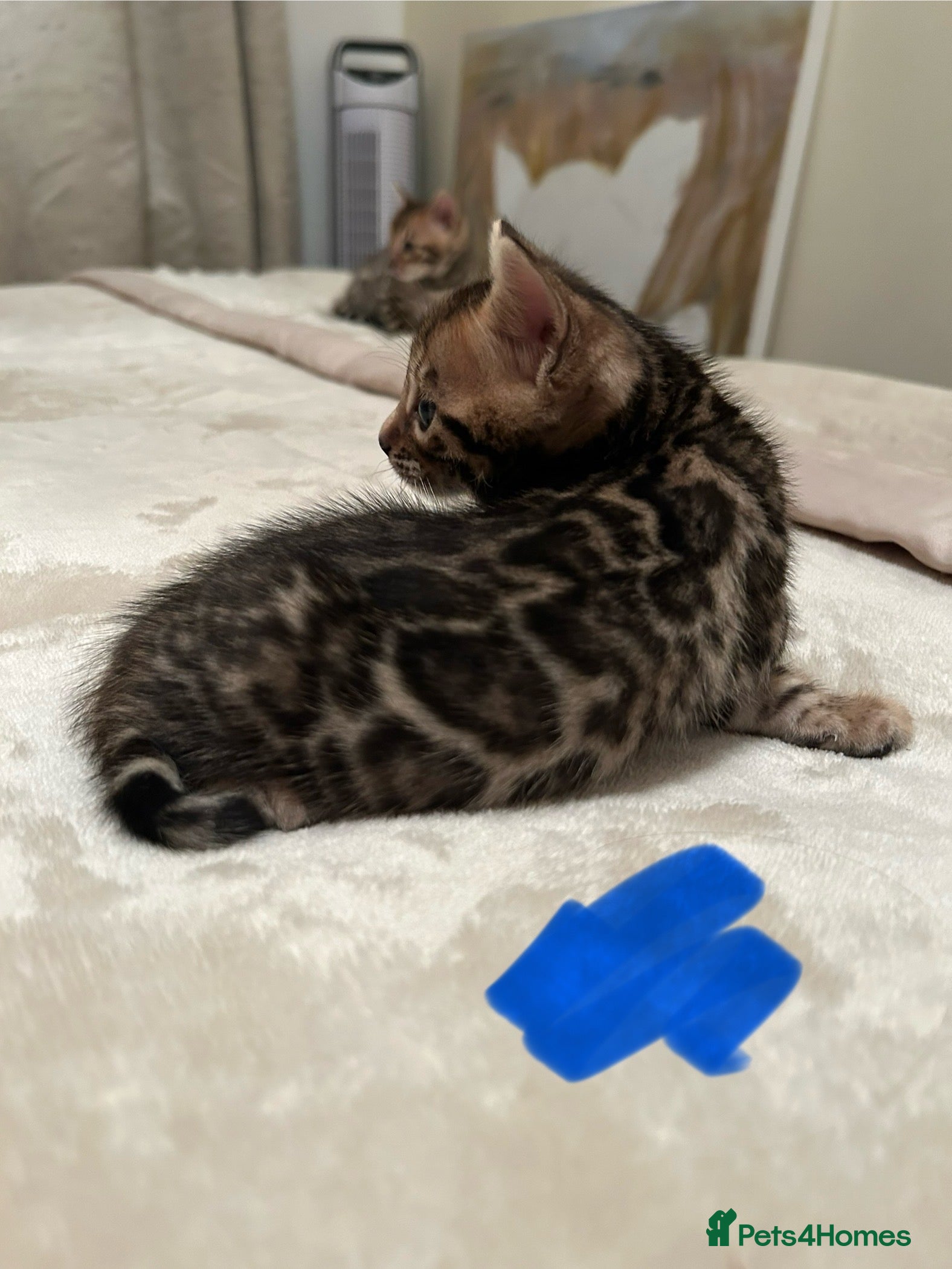 Bengal cats ❤️ Stunning Bengal Kittens for Reservation ❤️ - Advert 4