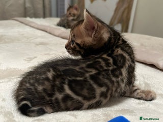 Bengal cats ❤️ Stunning Bengal Kittens for Reservation ❤️ - Advert 4
